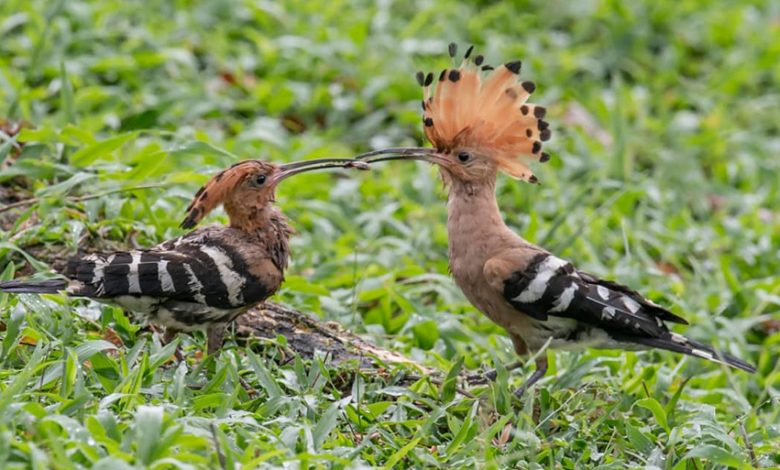 three-hud-hud-fledglings-flew-out-of-nest-ipoh-echo